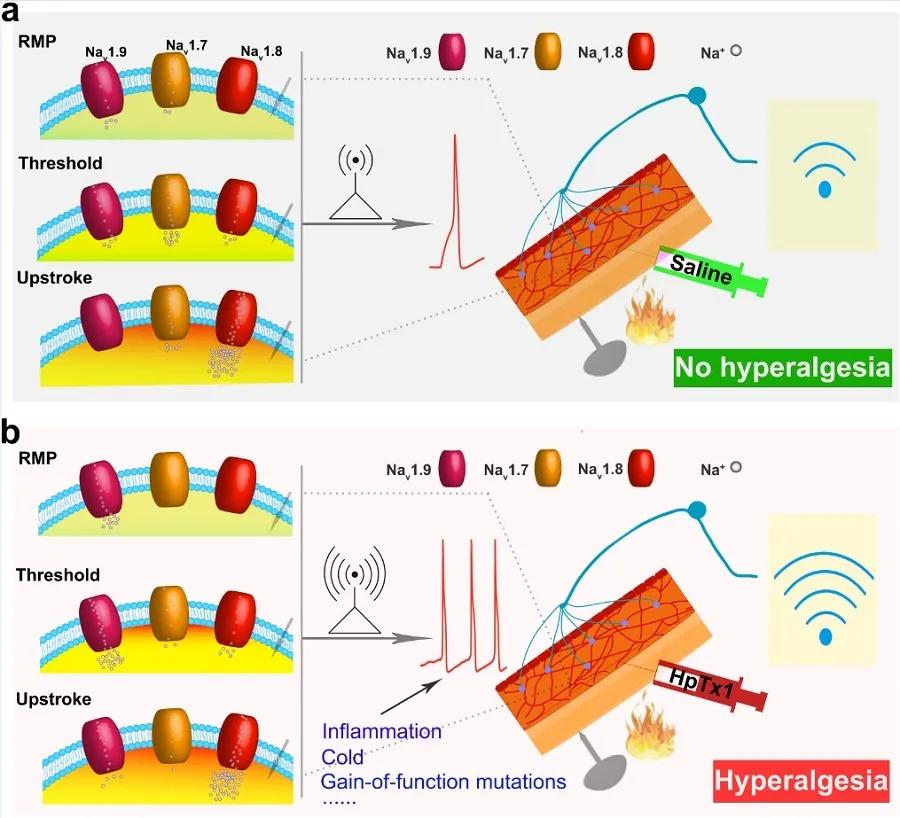 中科院神经所好不好,中科院神经所复试