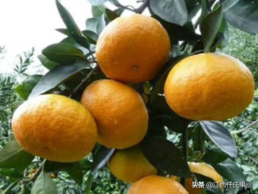 柑橘卷叶黄叶怎么办,柑橘晚秋梢怎么修剪