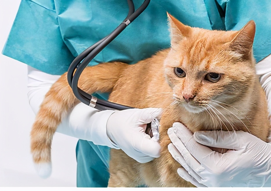 猫咪拉肚子拉稀怎么办,治猫咪拉稀药有哪些