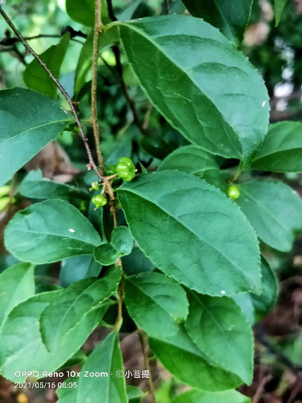 像蟒蛇一样的树,在丛林里看到了一条大蟒蛇