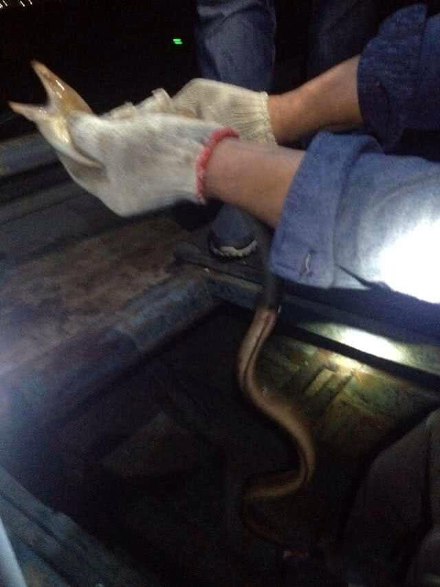 夜钓海鳗用什么饵,夜钓海鳗用沙蚕