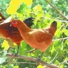 青岛西海岸30多项特产！这鱼还登上央视成了网红