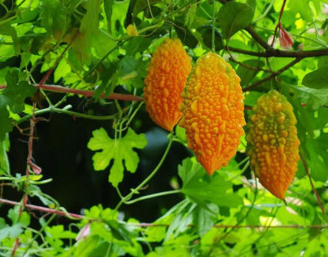 冬季室内盆栽葡萄的种植方法,什么葡萄品种最甜最好吃适合盆栽