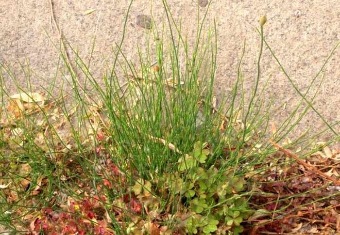 在农村治“牛皮癣”比城里好治是为什么？