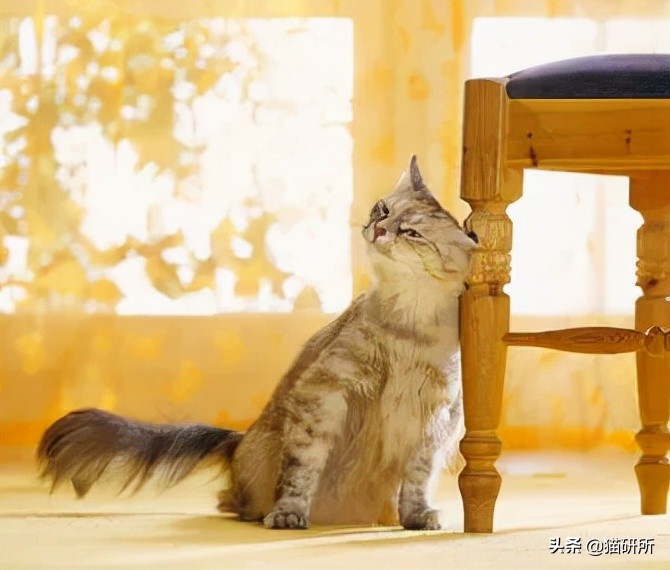 脚气传染猫咪 (猫咪脚气一般什么症状)