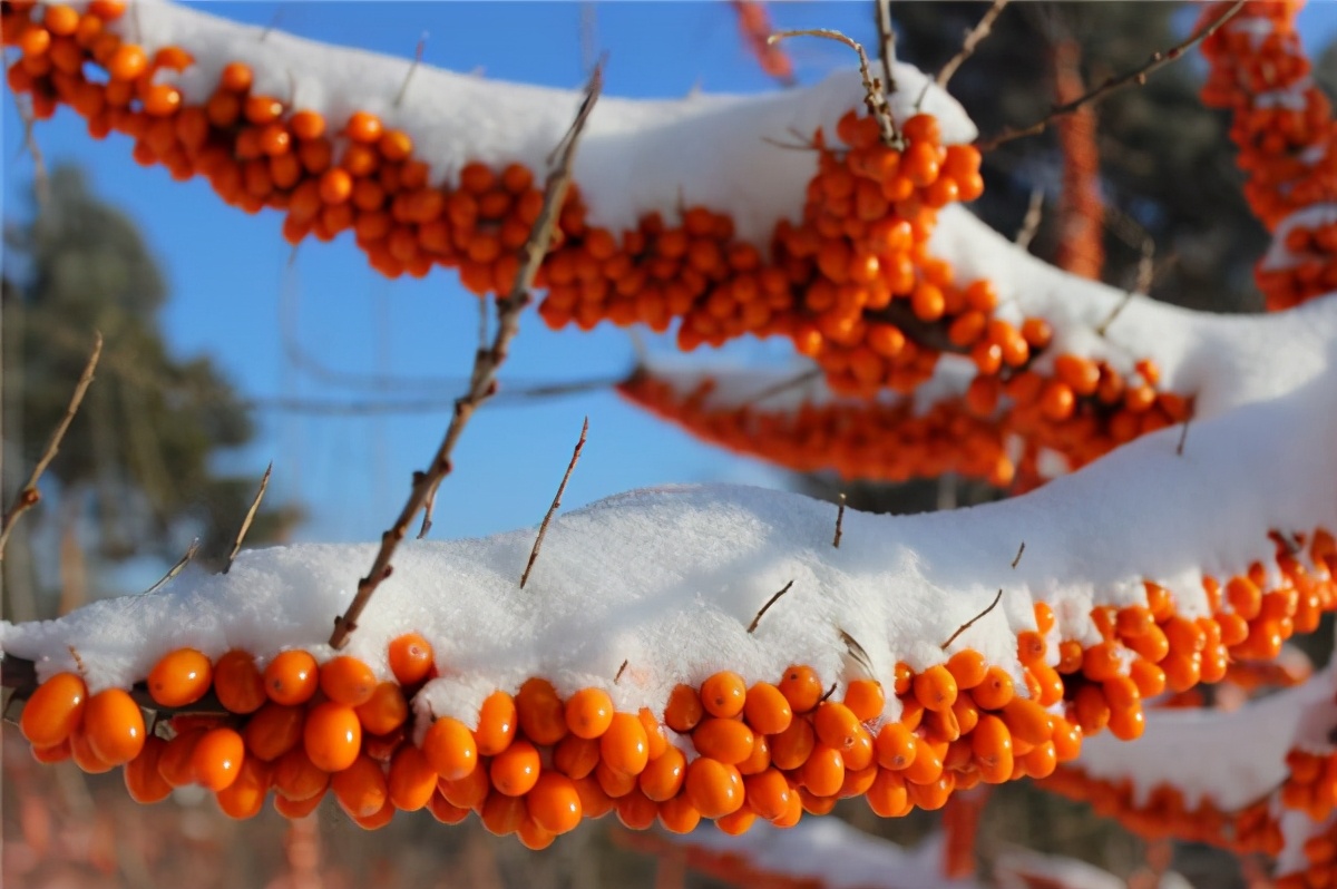 延寿县致富,延寿县扶贫