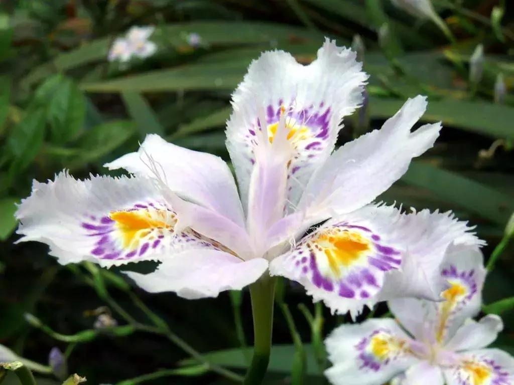 百花图谱大全100幅,工笔百花图谱100种