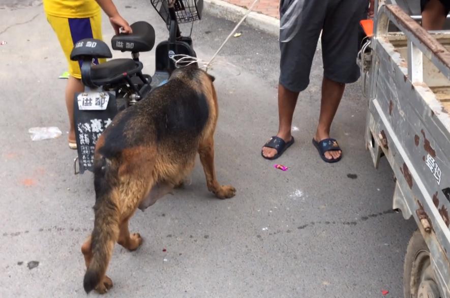 家养别人牵不走的狗,牵走别人家的德牧