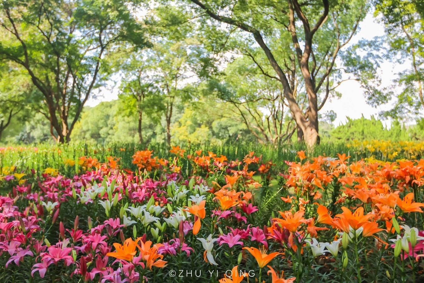 无锡梅园不只能赏梅，初秋近万亩百合花海盛放，小姐姐直呼太美了