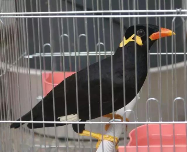 鹩哥不说话怎么办,鹩哥为什么说话没八哥多