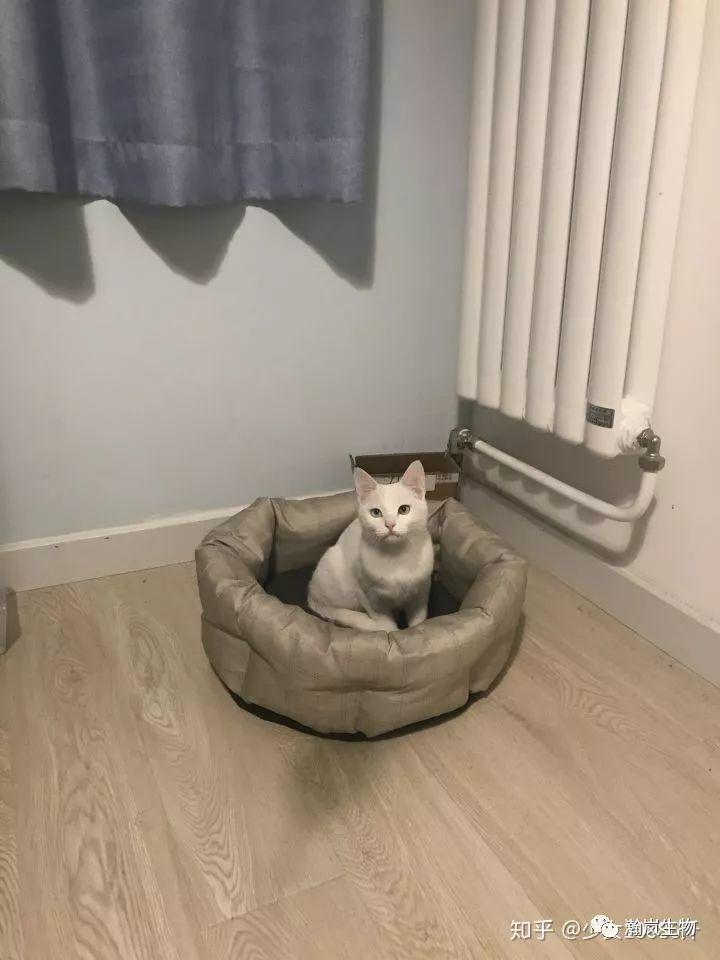 养品种猫的好处,土猫可以和品种猫配吗