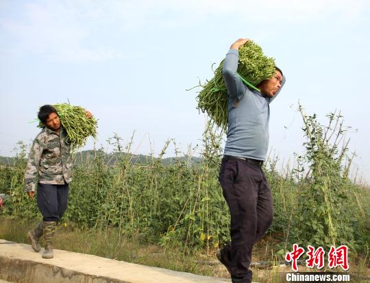 广西柳州正宗特产螺蛳粉,柳州螺蛳粉从路边摊走向网红产业