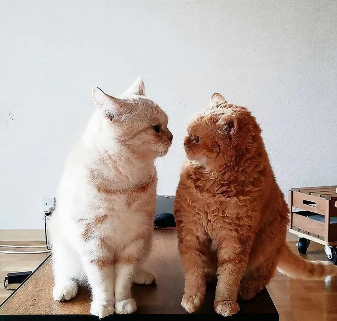 看了这一届网友晒出来的“2猫生活”，相爱又相嫌，好萌又好暖