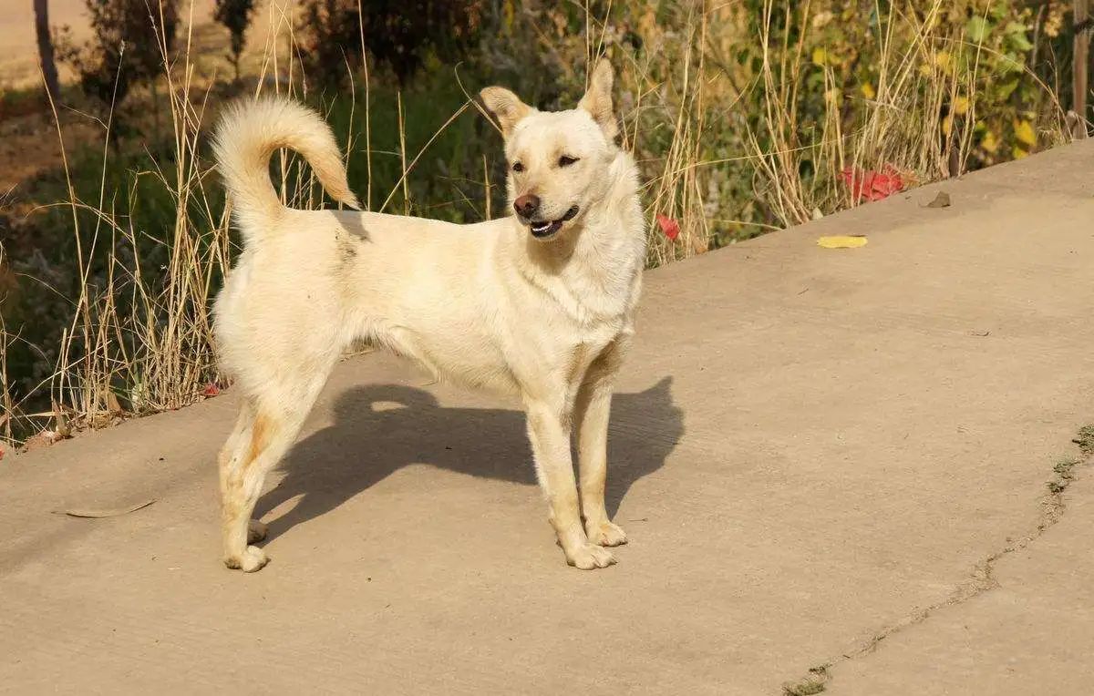 这才是真正的秋田犬,日本忠犬秋田犬