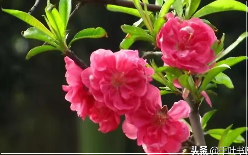 《固守待援》74绳系足单身成婚配守东门巧用三须钩