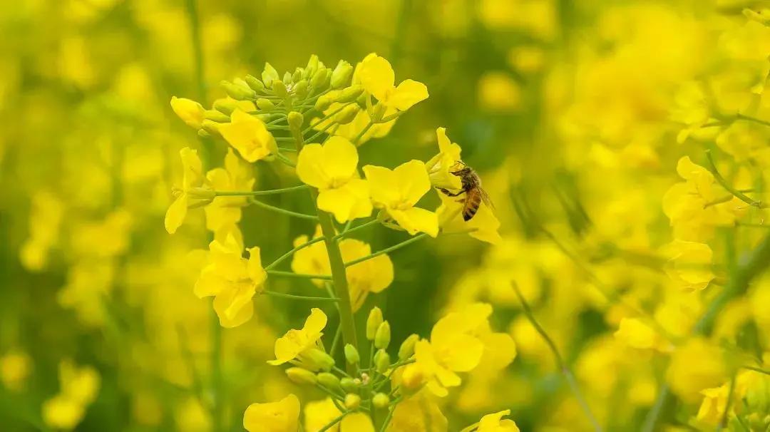 深圳十大免费花海公园,深圳红花山公园粉黛花海