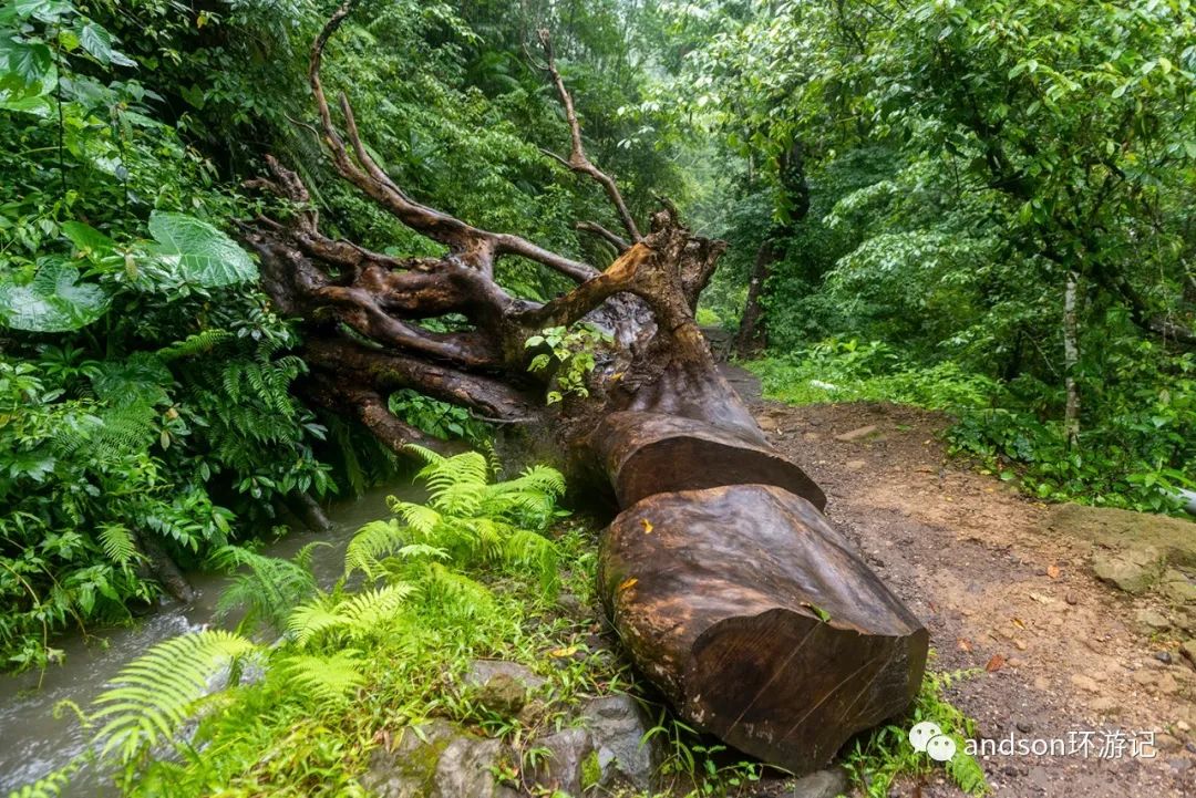印尼你好怎么发音,印尼歌曲你好傻