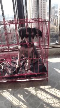 女孩在路边捡到一条流浪狗,男子捡到一条流浪狗