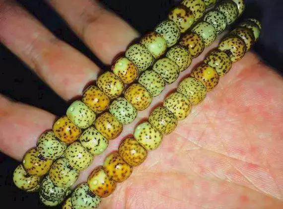 星月放久了变干了还能盘吗,星月盘玩变色过程图