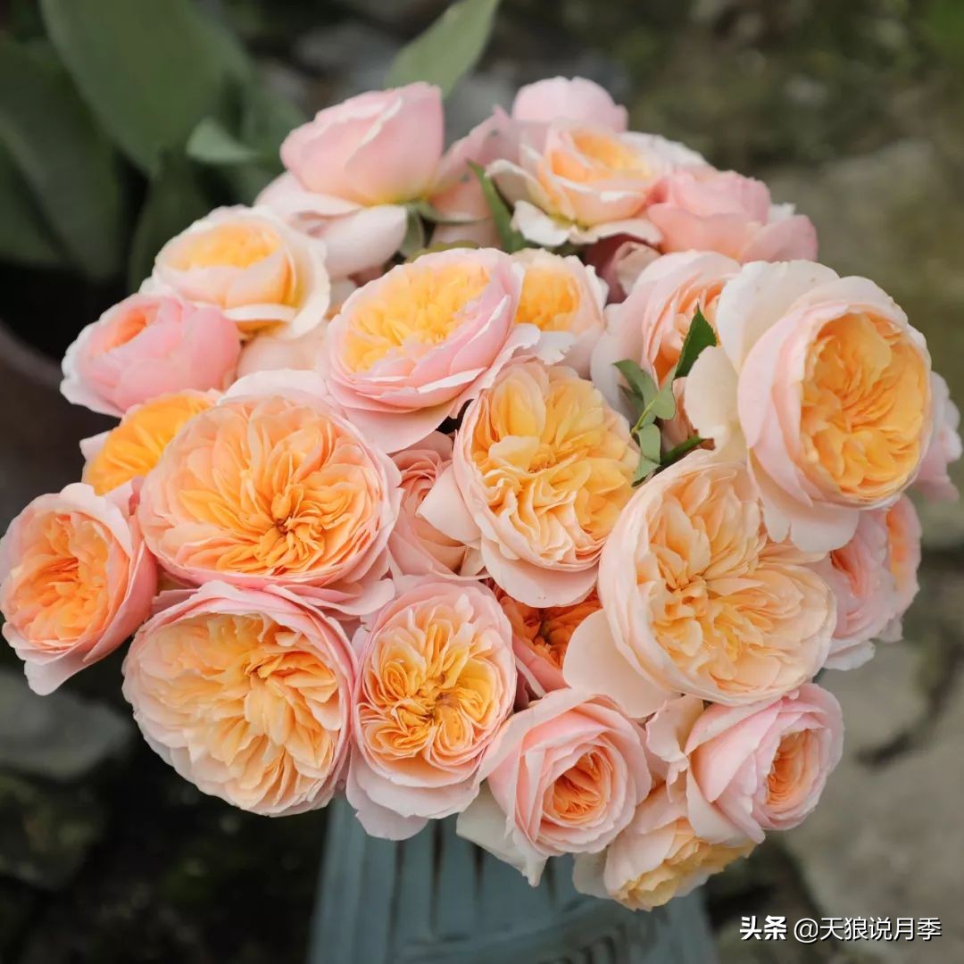 四月最浪漫的蔷薇花,最浪漫的四月花