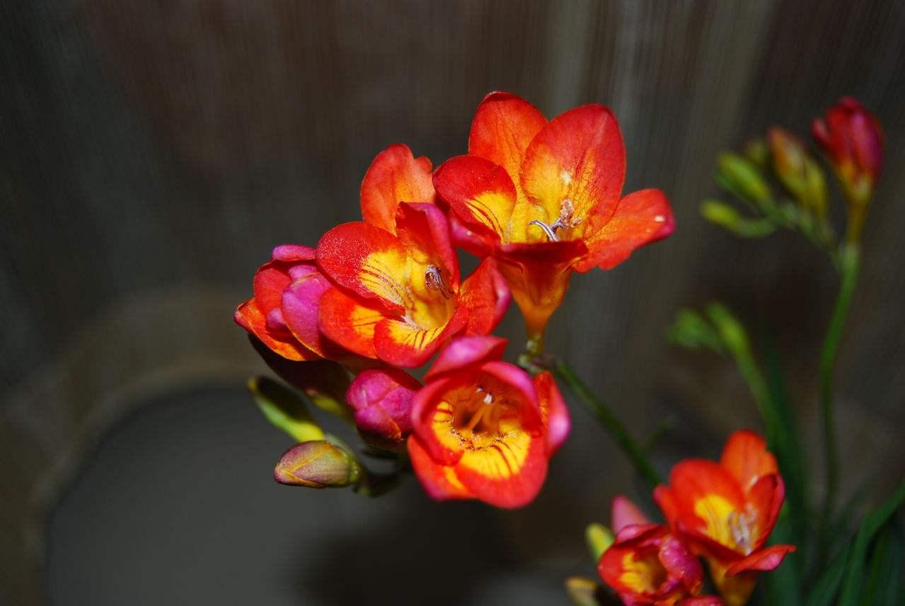 香雪兰开花倒伏可以重头移栽吗,香雪兰倒伏修剪后会影响开花吗