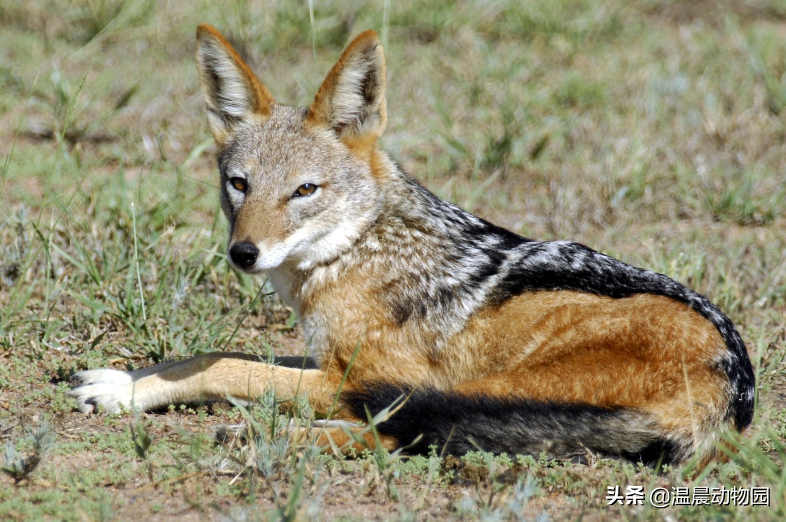 没事喜欢蹭吃蹭喝的黑背胡狼，凭借这三个原因成为非洲知名路人王