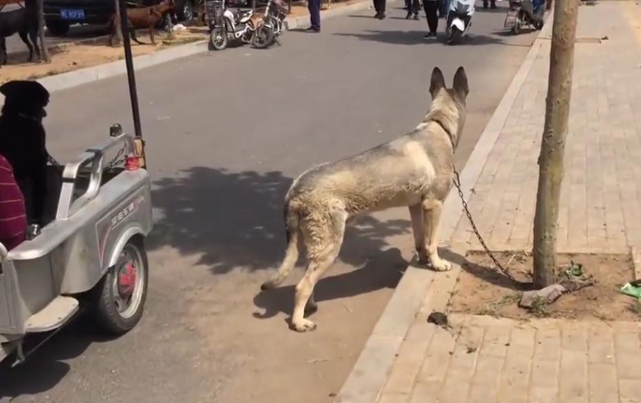 小型宠物狗价格500以下出售,3岁的狗狗就卖不掉了吗