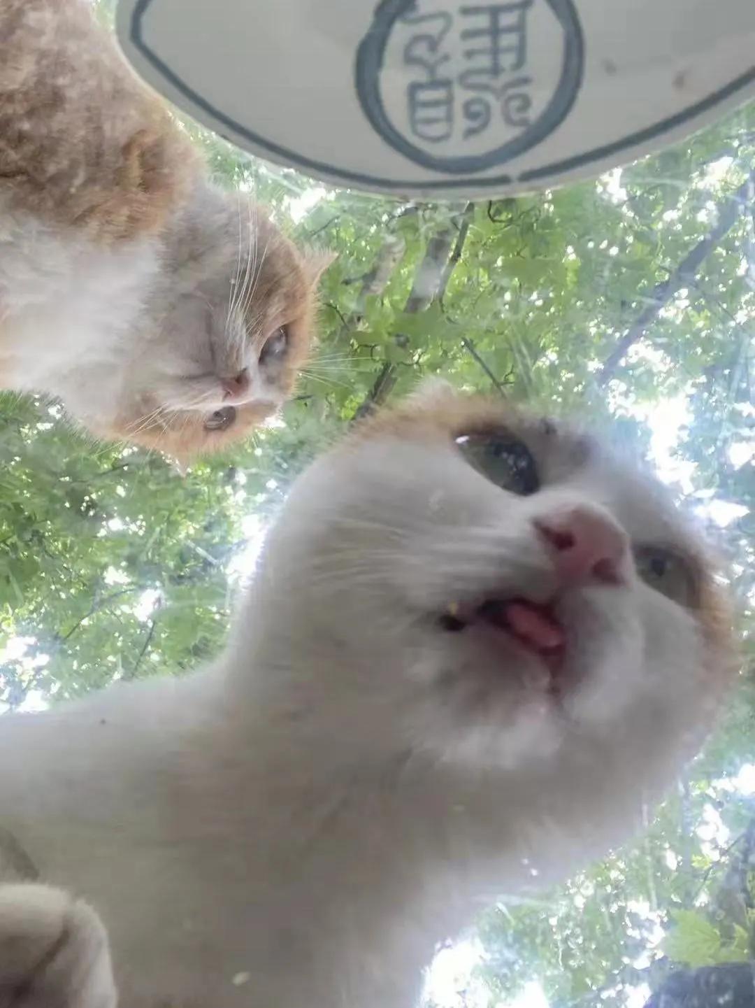 米麒麟：我掉缸怎么了？