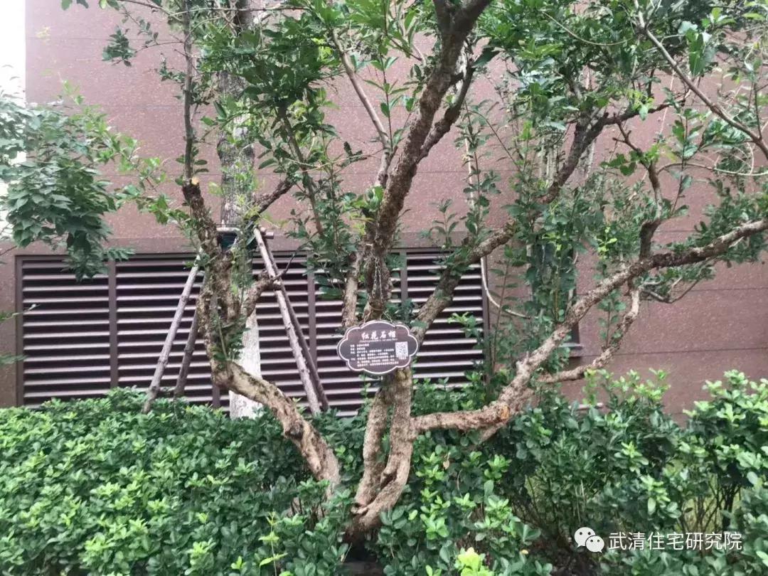 武清的烂尾楼有哪些,武清东蒲洼烂尾楼什么原因