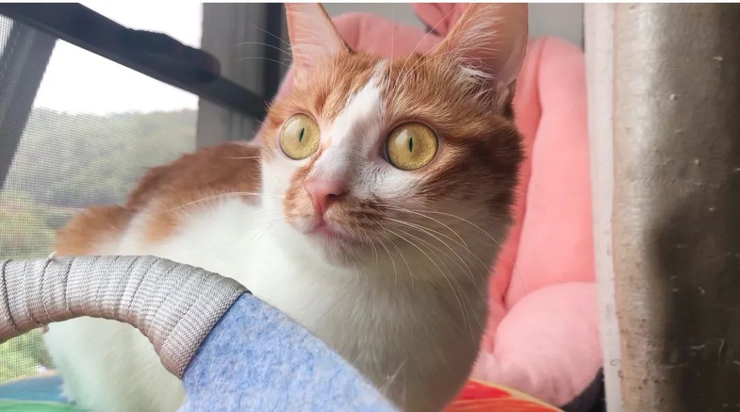 饲养猫狗对小孩肥胖有关系吗,肥胖猫狗选粮攻略