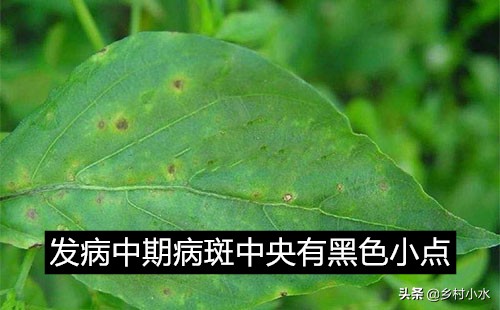 辣椒叶出现黄色斑点是什么原因,辣椒叶片黄有叶斑怎么办