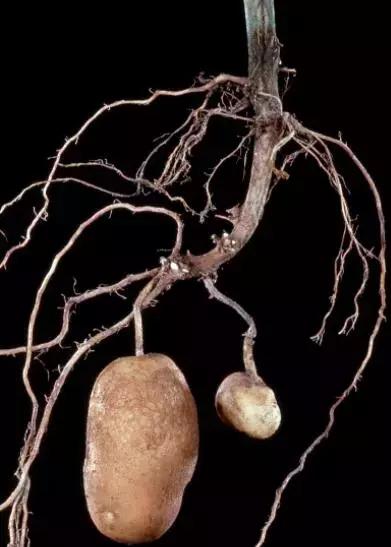 绿化行业的苗木术语大全,绿化苗木的专用术语