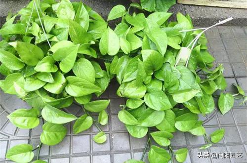 绿萝黄叶加什么改善,绿萝有黑斑点和黄叶怎么补救