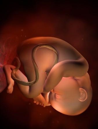 胎儿发育全过程标本,是否能看到胎儿的发育过程