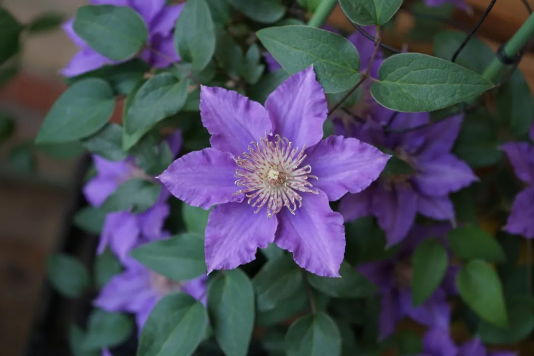 铁线莲牵引老枝折断了怎么办,铁线莲嫩枝折断