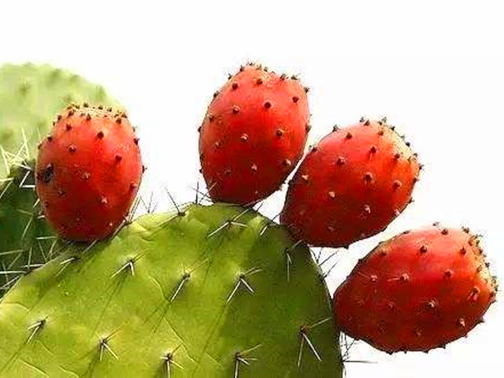 多肉能不能乱吃,所有多肉能吃吗