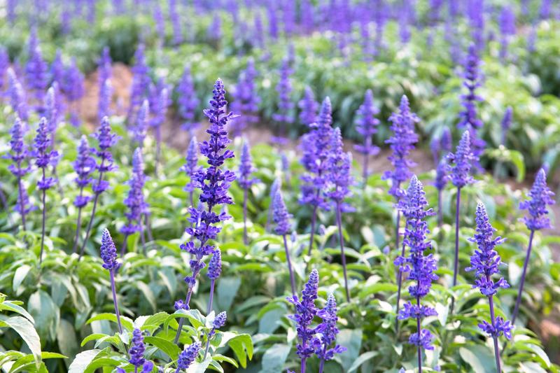 你知道广州有个百万葵园吗？四季都繁花似锦，风景让人流连忘返