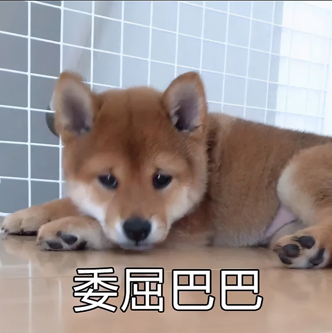 小奶狗为什么总爱咬脚扑腿,小奶狗喜欢咬手怎么办