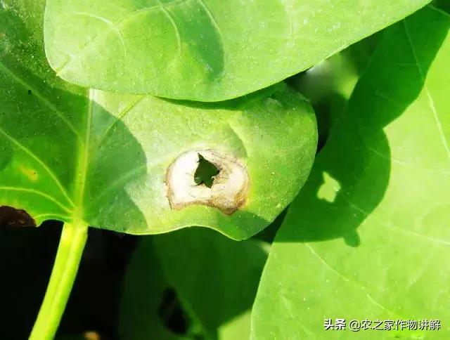 有图有真相史上最全芹菜病害,空心菜病虫害图谱手册