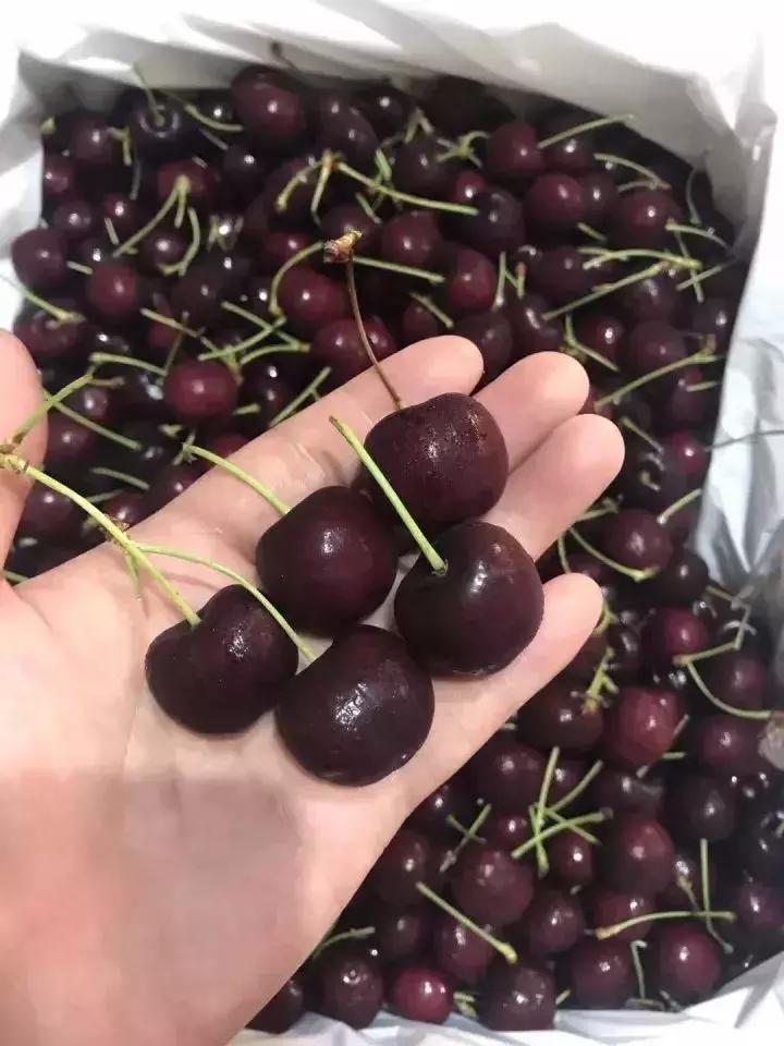 车厘子必备常识,这个季节的车厘子怎么管理