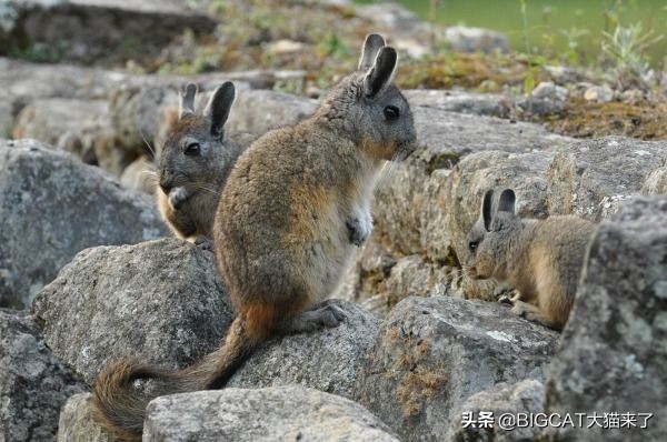 这种动物叫猫非猫，却是猫科动物爱好的猎物，因人类捕杀濒临灭绝