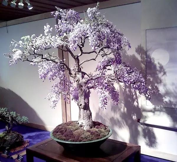 紫藤之美,紫藤迷人的气质