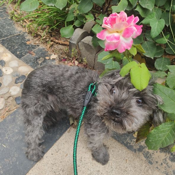 狗狗丢了怎么找最有效,狗狗丢了最好的办法怎么找回