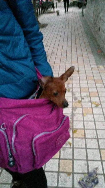 伸舌头的小鹿犬,爱洗澡的小鹿犬