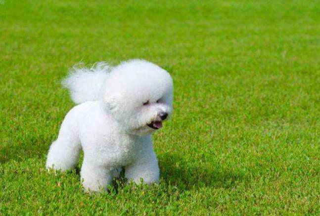 为何养比熊的人这么厉害,为什么很多人都喜欢养比熊