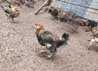 鸡下雨后怎么养才能死,鸡在雨天预防什么病
