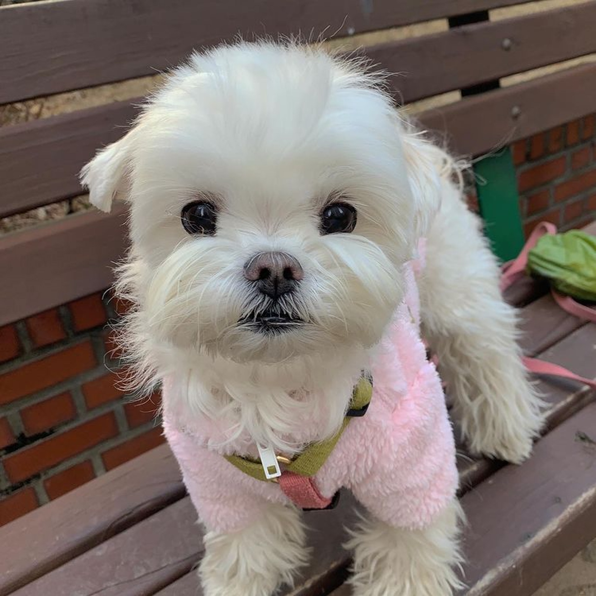 狗狗睡醒突然坐起来视频,狗狗睡醒兴奋突然昏倒