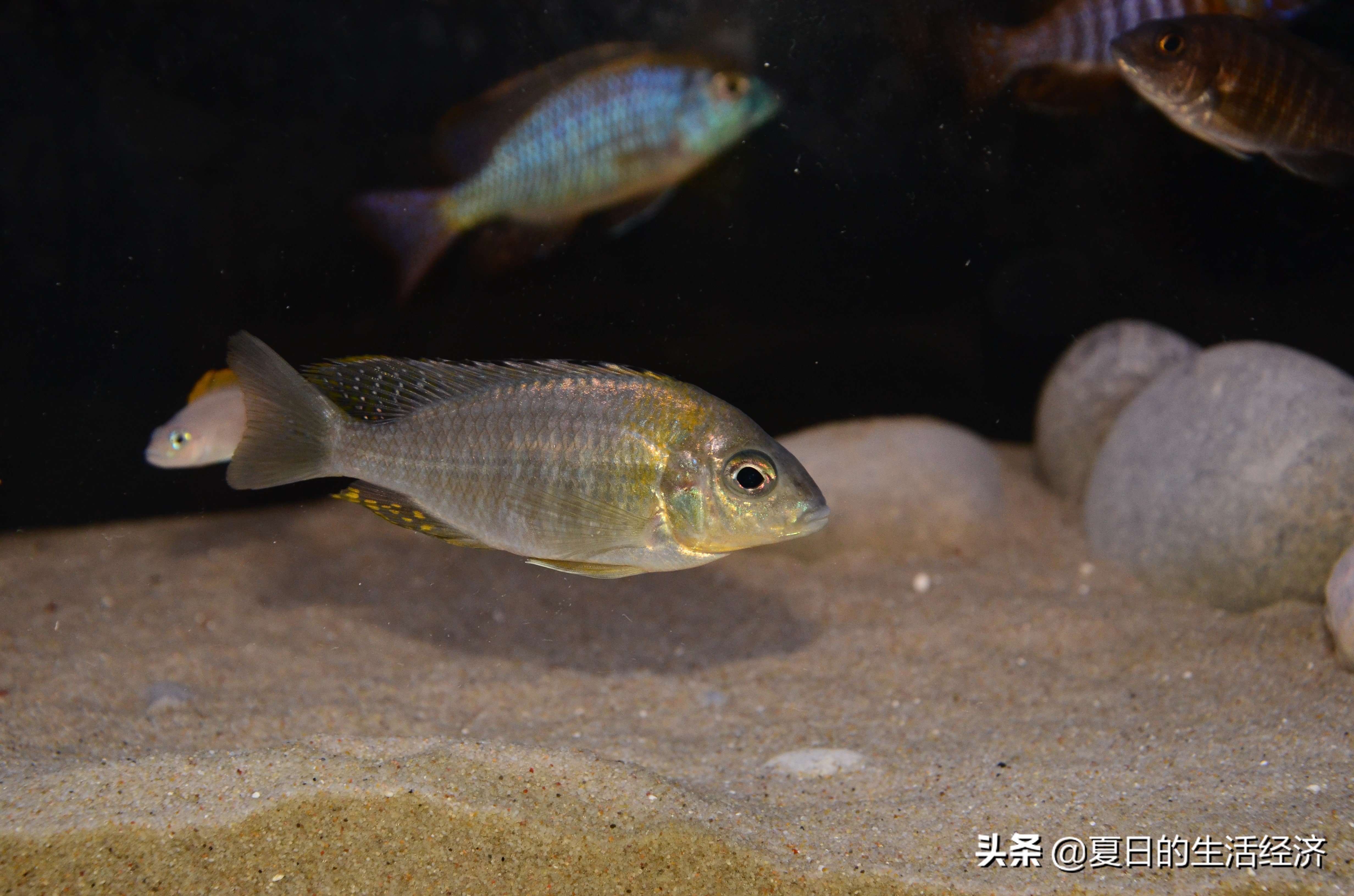 回忆三湖,三湖慈鲷纪念