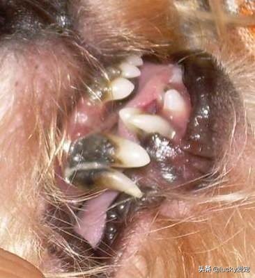 怎么关注狗狗的保暖不感冒,狗狗日常怎么清洁眼睛