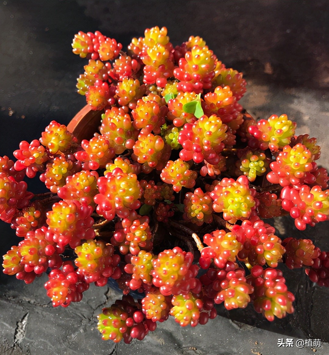 入秋后天气凉爽早晚温差较大,入秋了早晚温差大